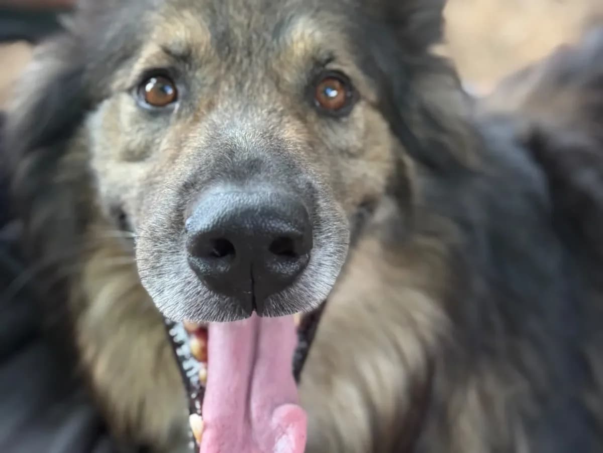 Dalรฌ, mixed breed for adoption at Pet Rescue Italia, Cornaredo