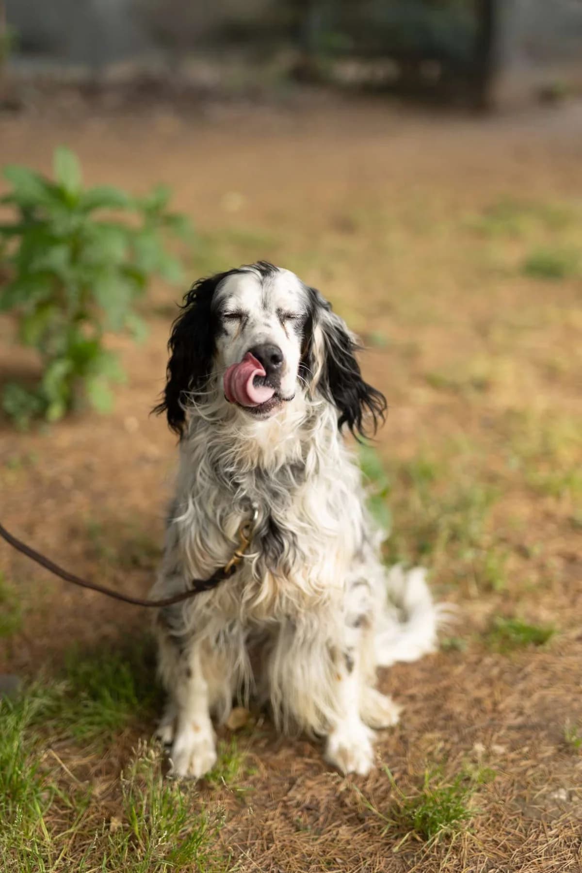 Elia, male English Setter for adoption at Pet Rescue Italia, Cornaredo