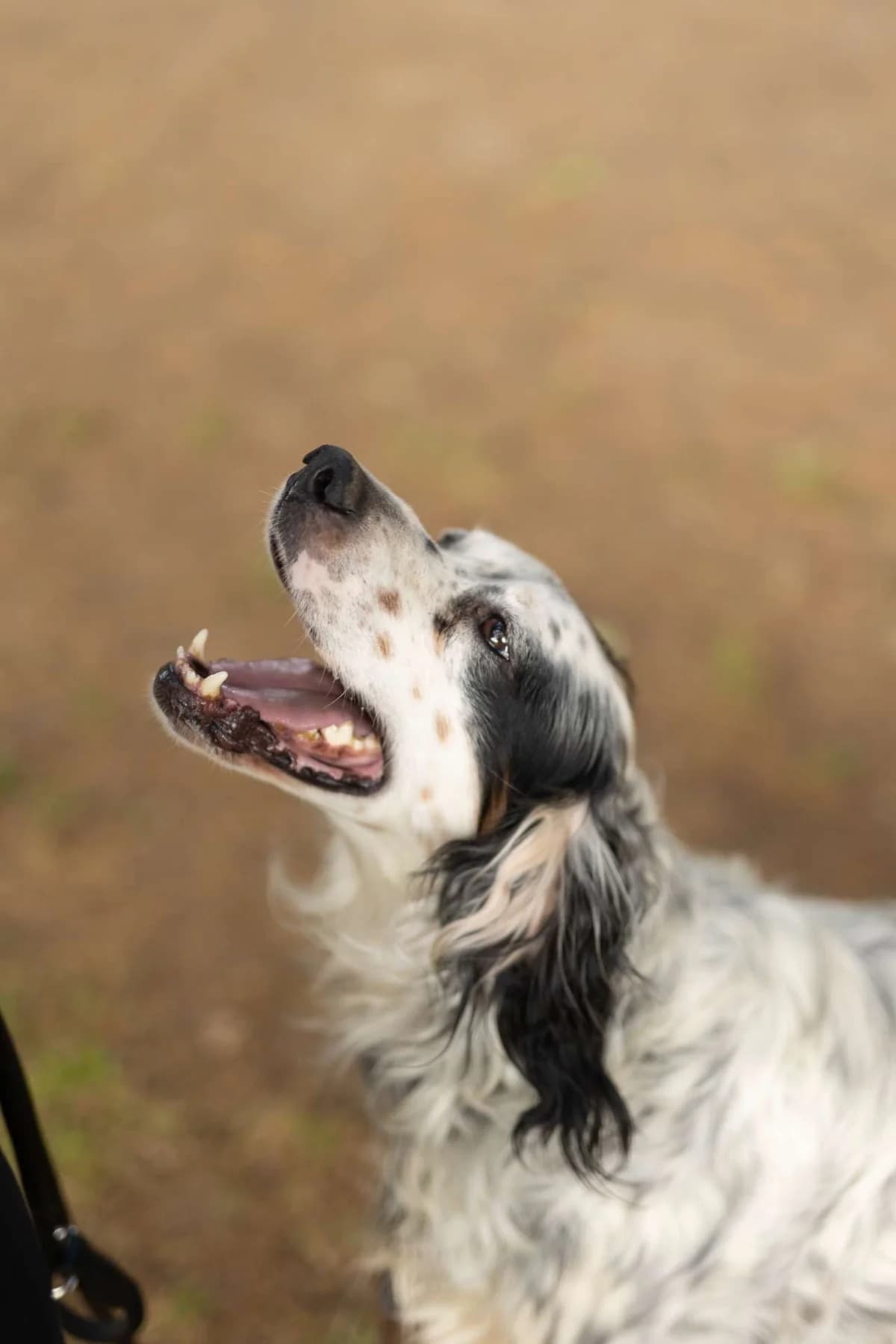 Elia, male English Setter for adoption at Pet Rescue Italia, Cornaredo