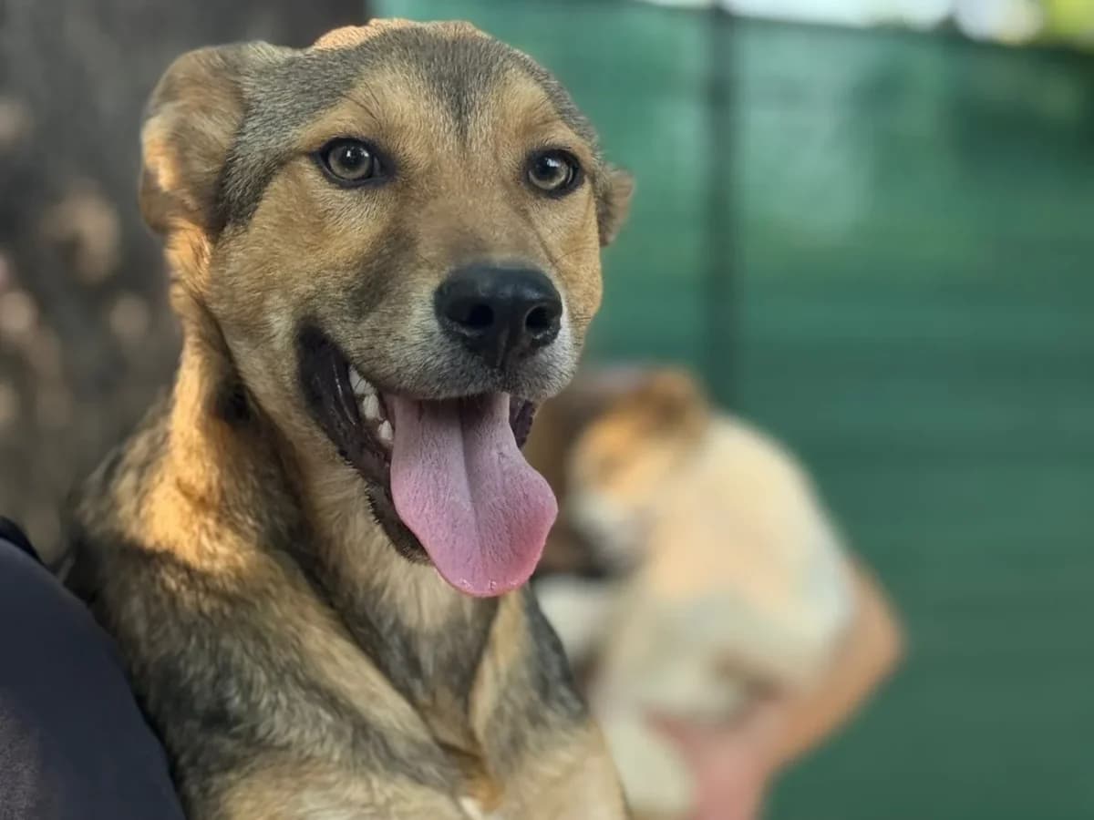 Fulvio, puppy mixed breed for adoption at Pet Rescue Italia, Cornaredo