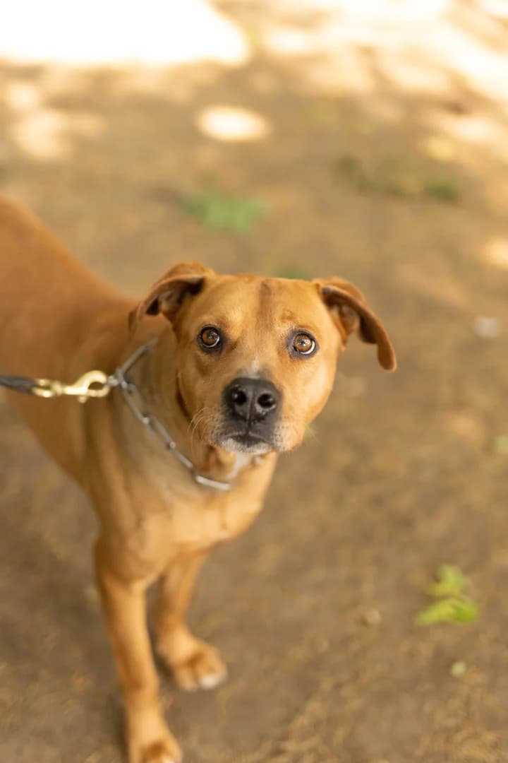 Gaspare, 5yo American Staffordshire Terrier for adoption at Pet Rescue Italia, Cornaredo