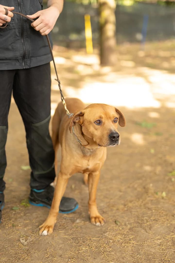 Gaspare, 5yo American Staffordshire Terrier for adoption at Pet Rescue Italia, Cornaredo