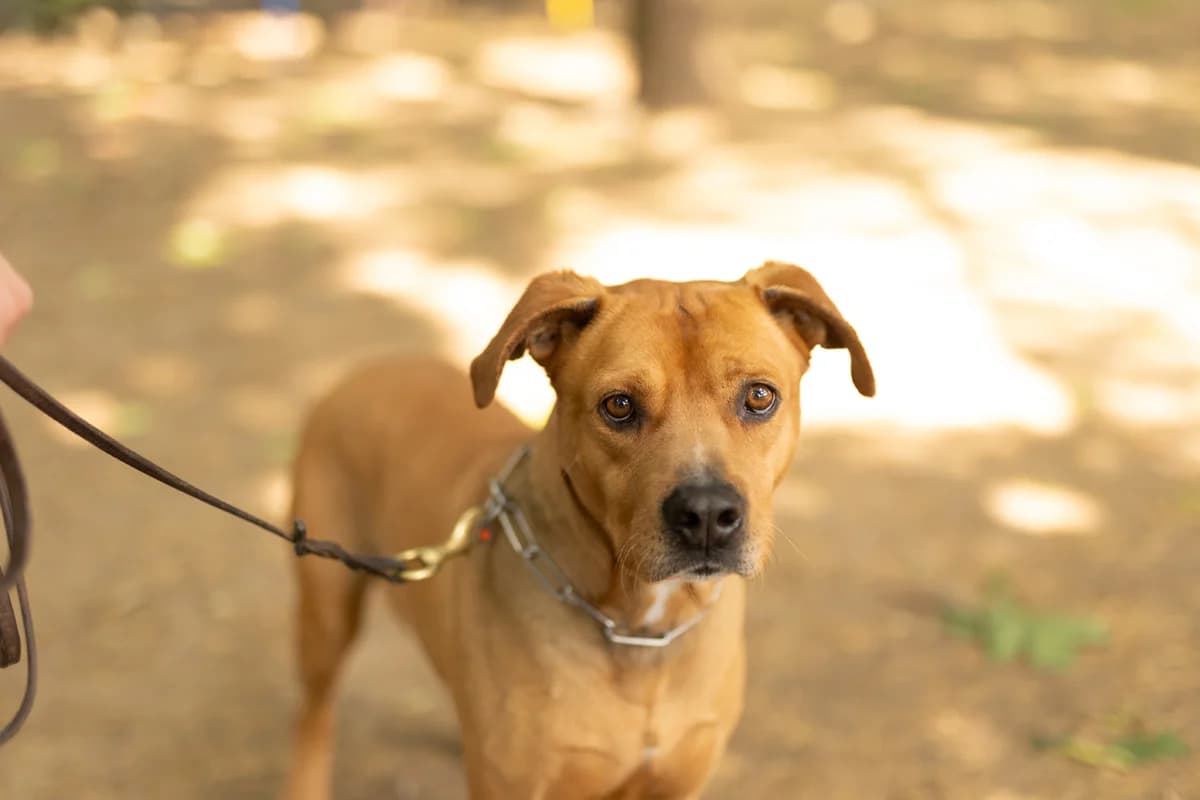 Gaspare, 5yo American Staffordshire Terrier for adoption at Pet Rescue Italia, Cornaredo