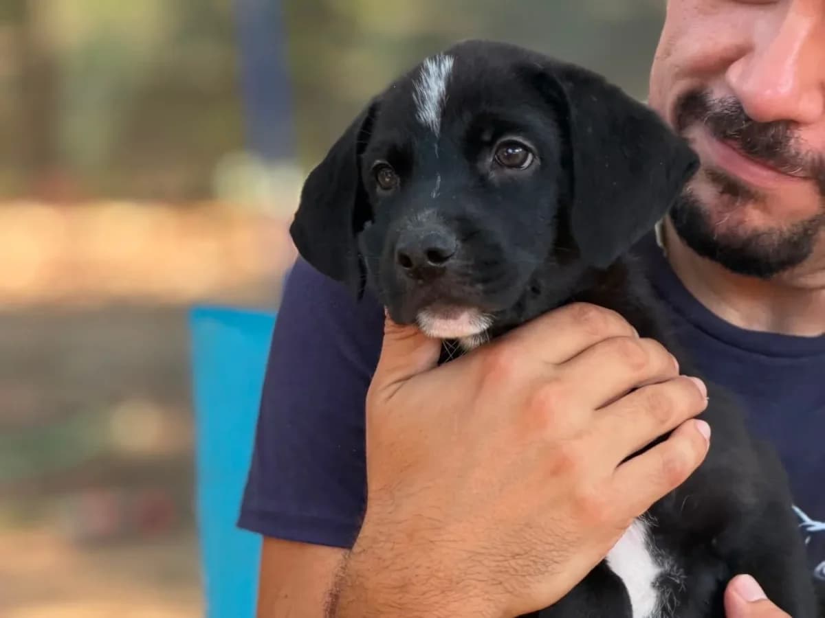 Giacomo, puppy mixed breed for adoption at Pet Rescue Italia, Cornaredo