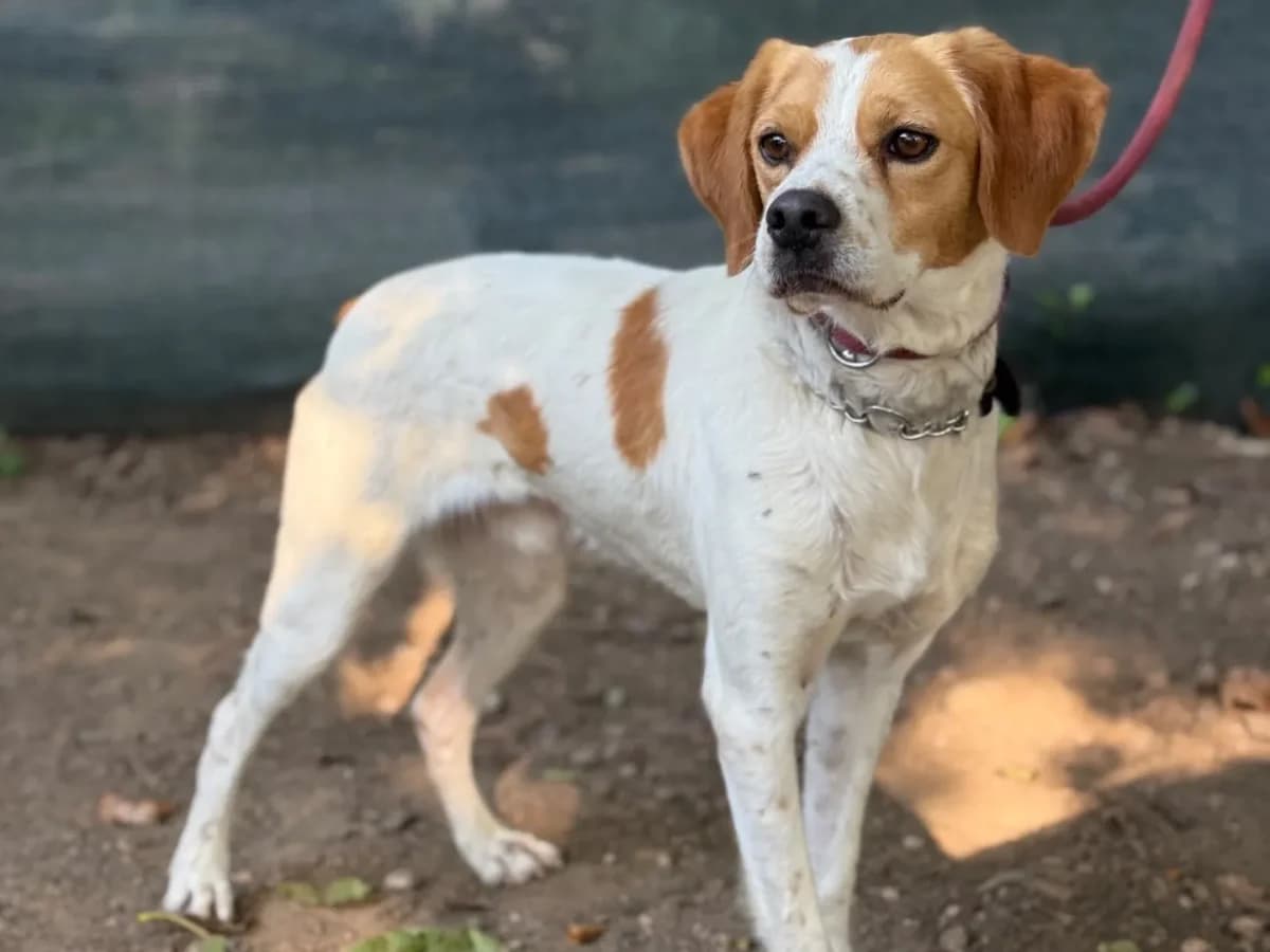 Gio, mixed breed for adoption at Pet Rescue Italia, Cornaredo