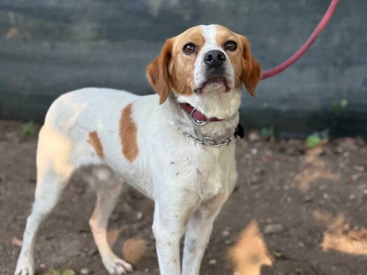 Gio, mixed breed for adoption at Pet Rescue Italia, Cornaredo