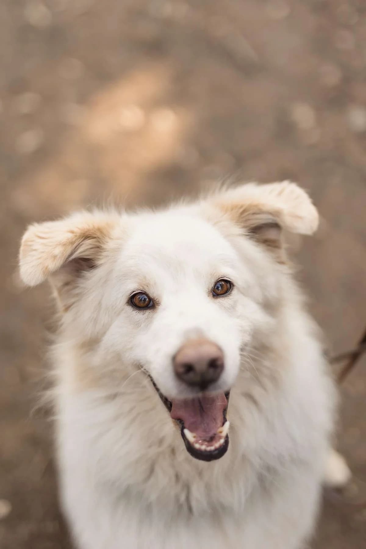 Hardin, mixed breed for adoption at Pet Rescue Italia, Cornaredo