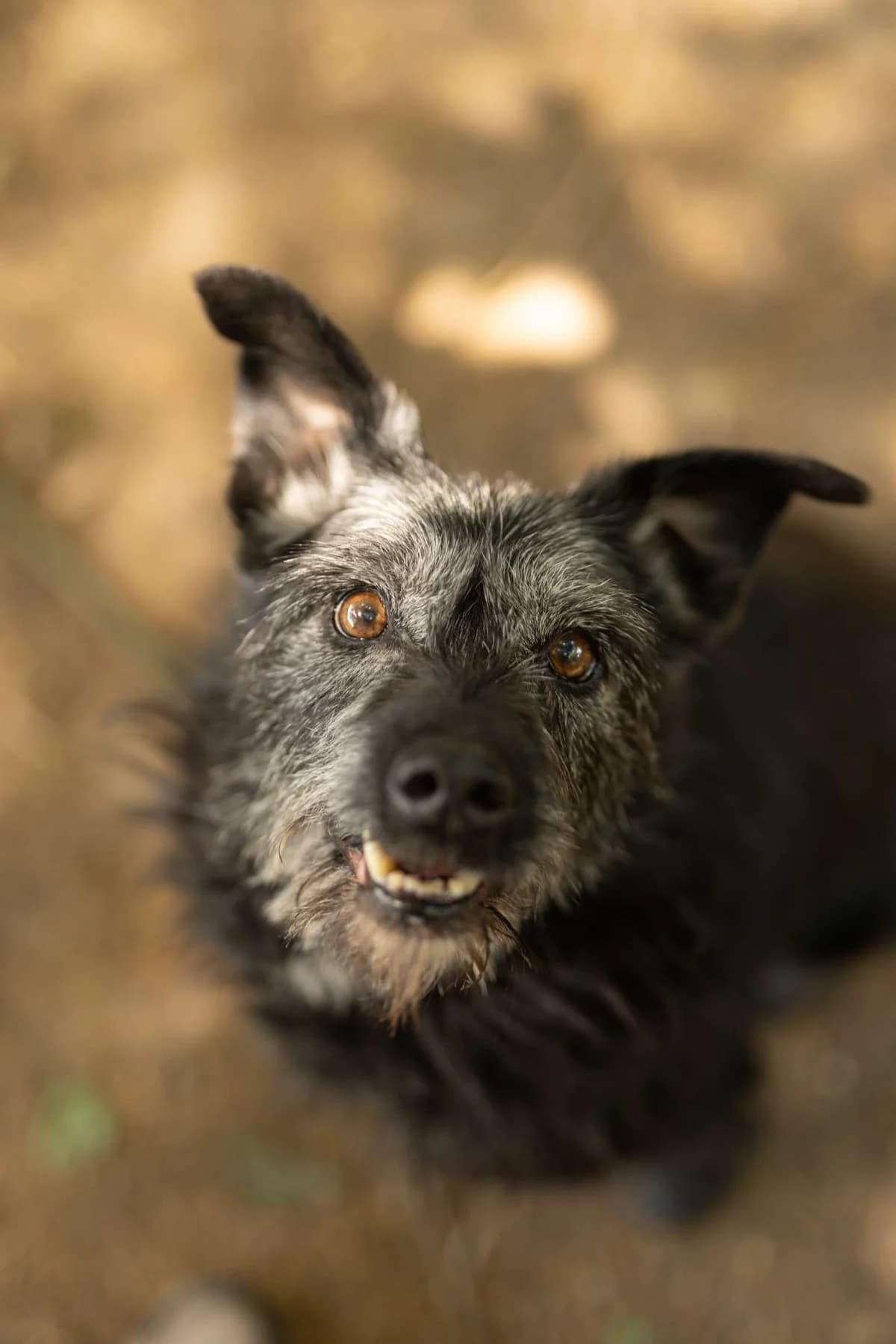 Hermรจs, mixed breed for adoption at Pet Rescue Italia, Cornaredo