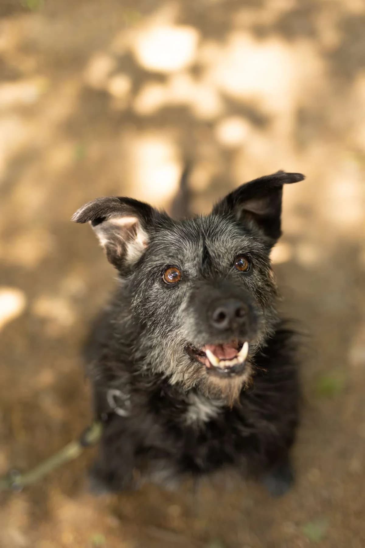 Hermรจs, mixed breed for adoption at Pet Rescue Italia, Cornaredo