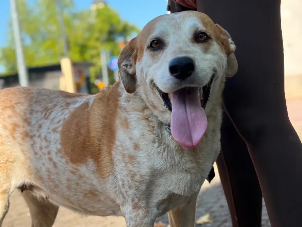 Italia, female 7yo mixed breed for adoption at Pet Rescue Italia, Cornaredo