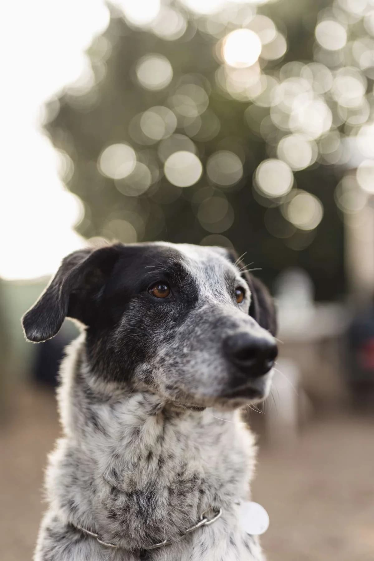 Jole, 5yo mixed breed for adoption at Pet Rescue Italia, Cornaredo