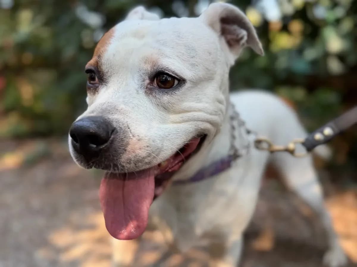Kira, female senior mixed breed for adoption at Pet Rescue Italia, Cornaredo