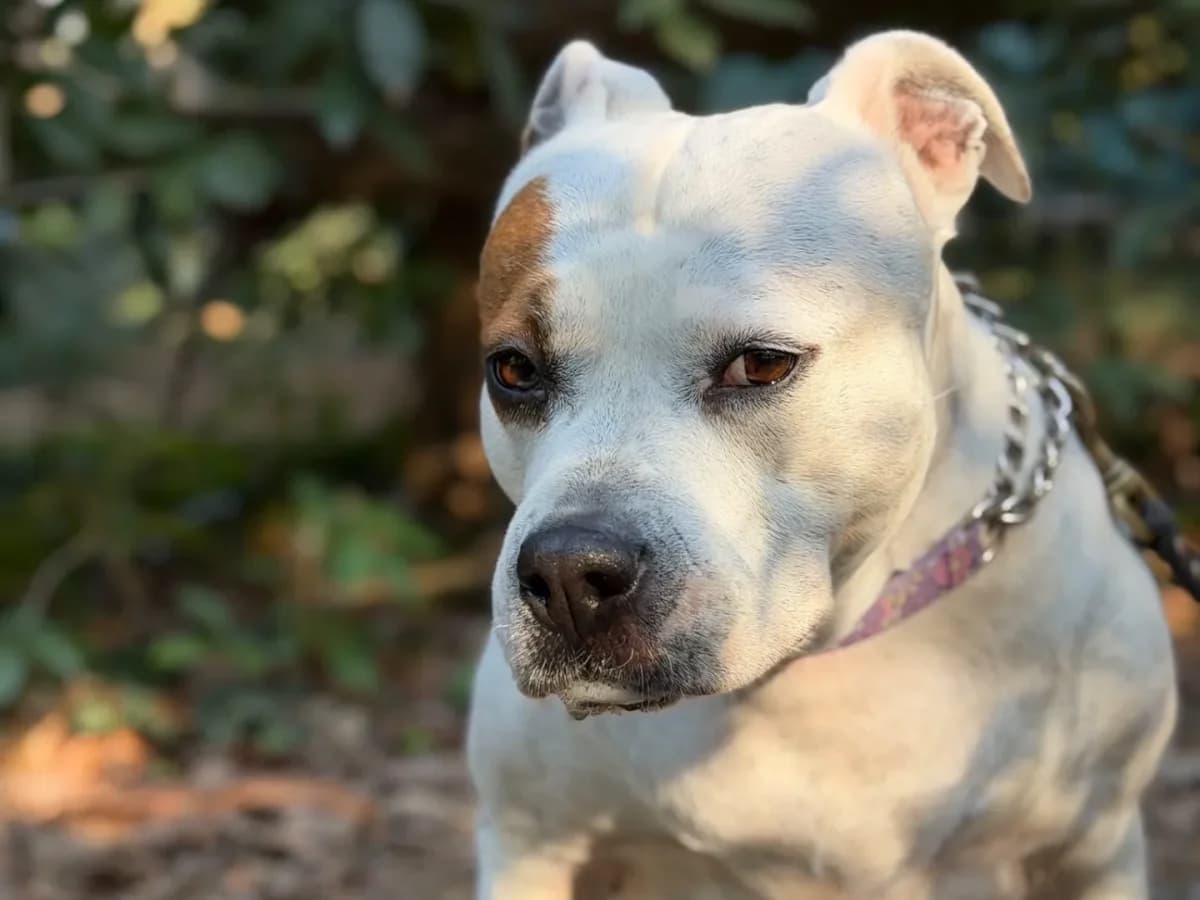 Kira, female senior mixed breed for adoption at Pet Rescue Italia, Cornaredo