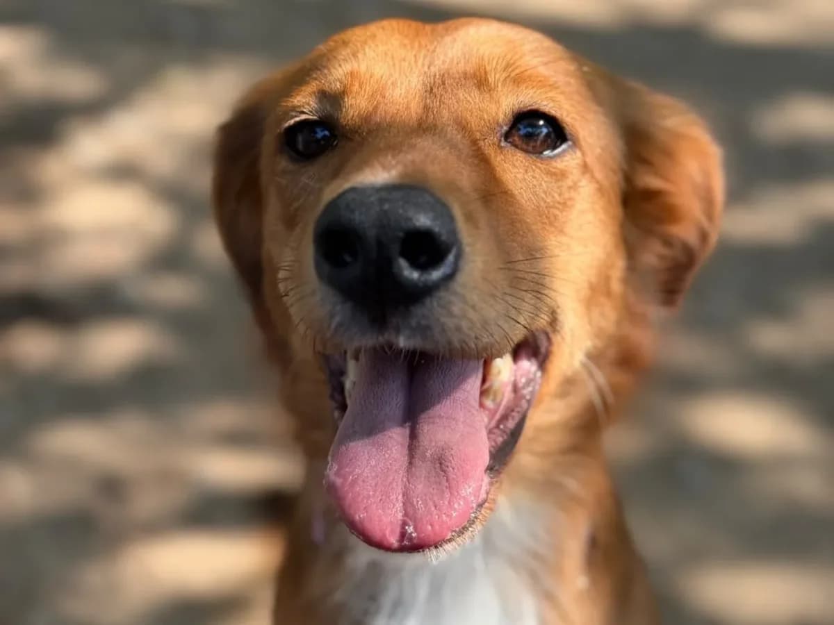 Lola, 4yo mixed breed for adoption at Pet Rescue Italia, Cornaredo