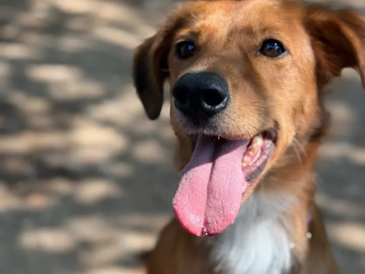 Lola, 4yo mixed breed for adoption at Pet Rescue Italia, Cornaredo