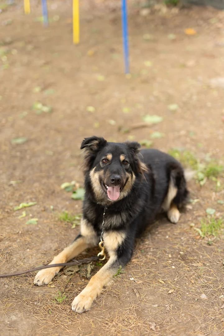Muffin, young mixed breed for adoption at Pet Rescue Italia, Cornaredo