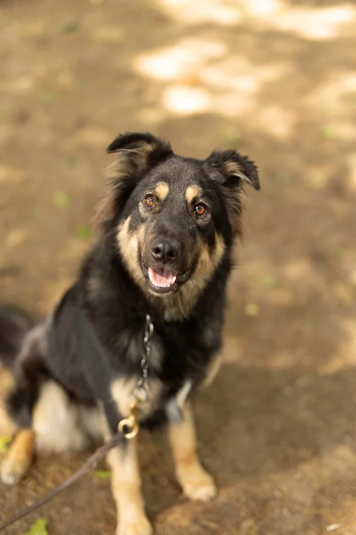 Muffin, young mixed breed for adoption at Pet Rescue Italia, Cornaredo