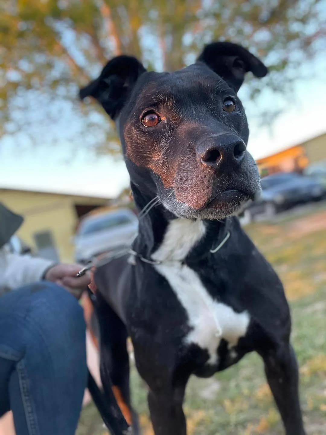 Nikita, senior Mixed Breed for adoption at Pet Rescue Italia, Cornaredo