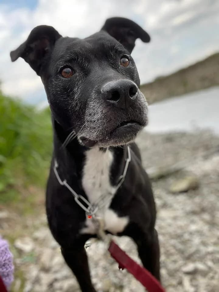 Nikita, senior Mixed Breed for adoption at Pet Rescue Italia, Cornaredo