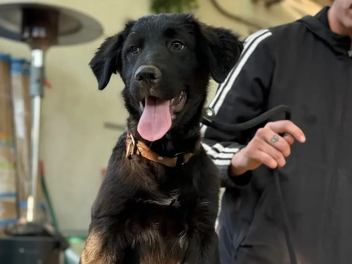 Ragรน, puppy mixed breed for adoption at Pet Rescue Italia, Cornaredo