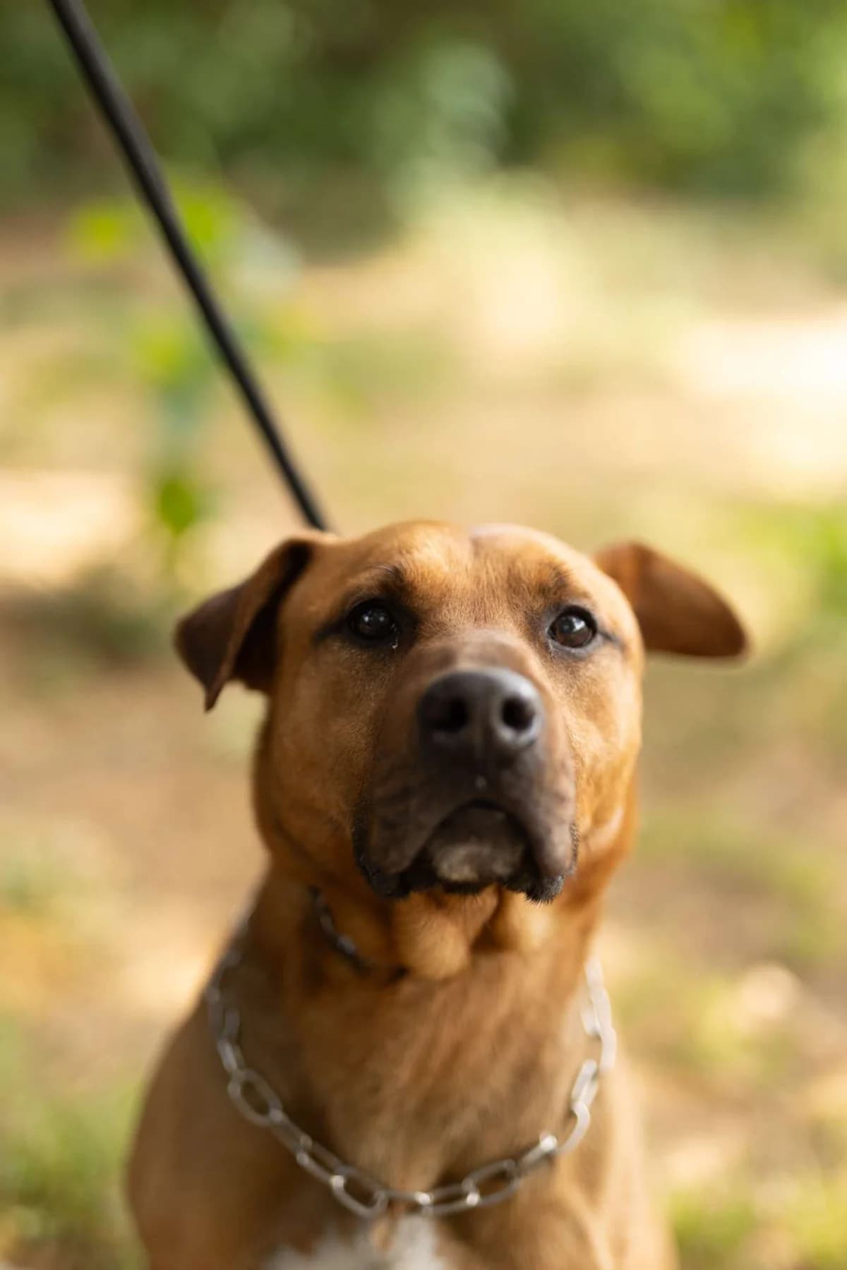 Rocky, puppy mixed breed for adoption at Pet Rescue Italia, Cornaredo