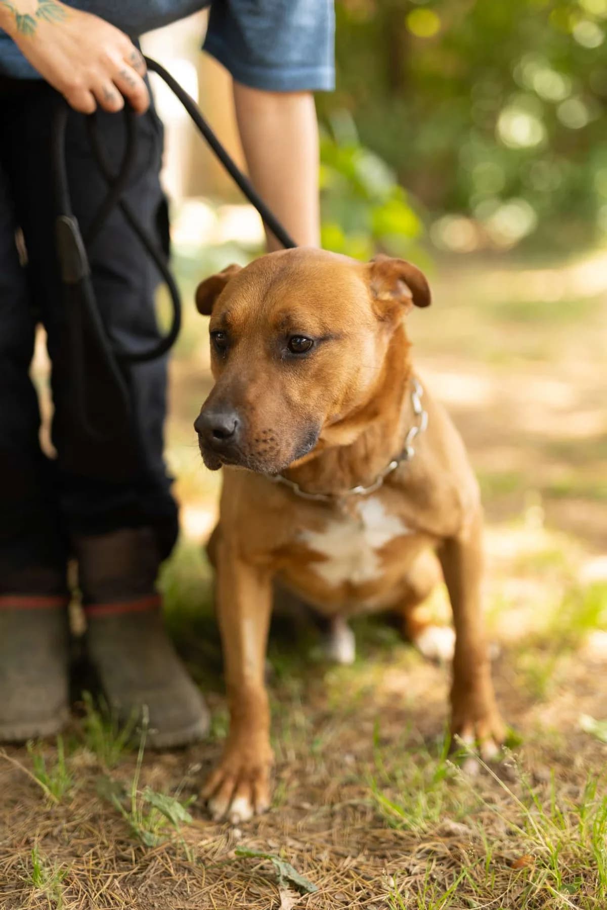 Rocky, puppy mixed breed for adoption at Pet Rescue Italia, Cornaredo