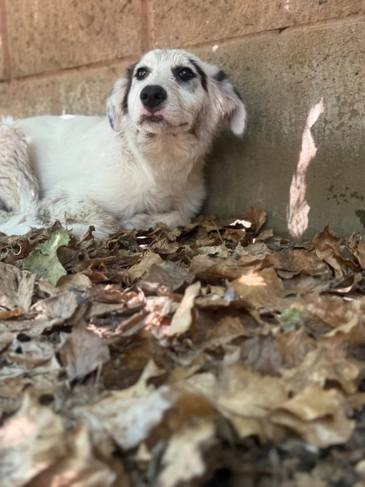 Roma, female puppy mixed breed for adoption at Pet Rescue Italia, Cornaredo