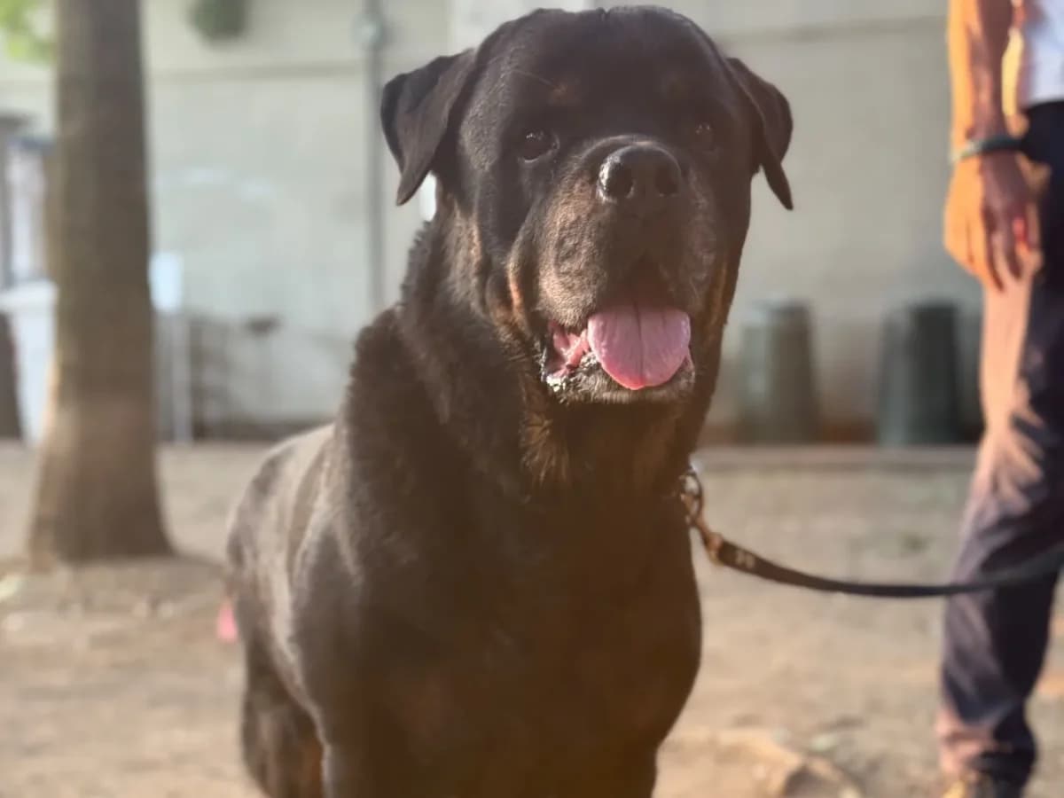 Sam, senior Rottweiler for adoption at Pet Rescue Italia, Cornaredo