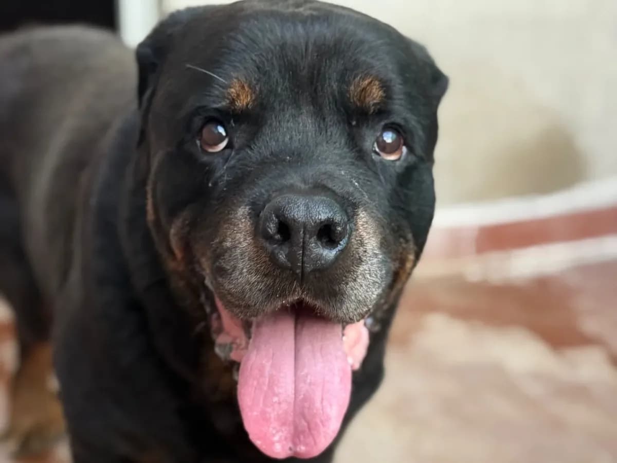 Sam, senior Rottweiler for adoption at Pet Rescue Italia, Cornaredo