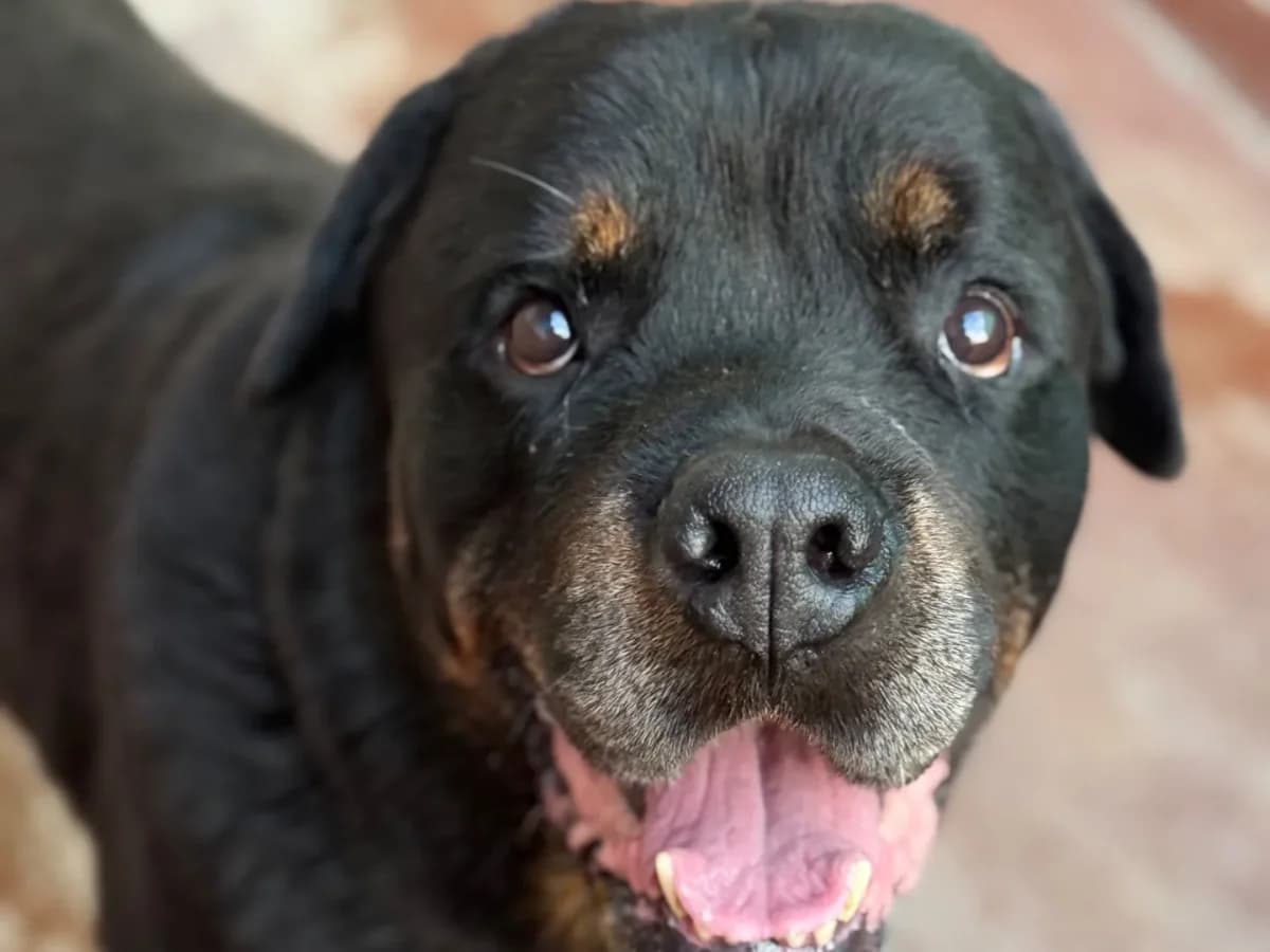 Sam, senior Rottweiler for adoption at Pet Rescue Italia, Cornaredo