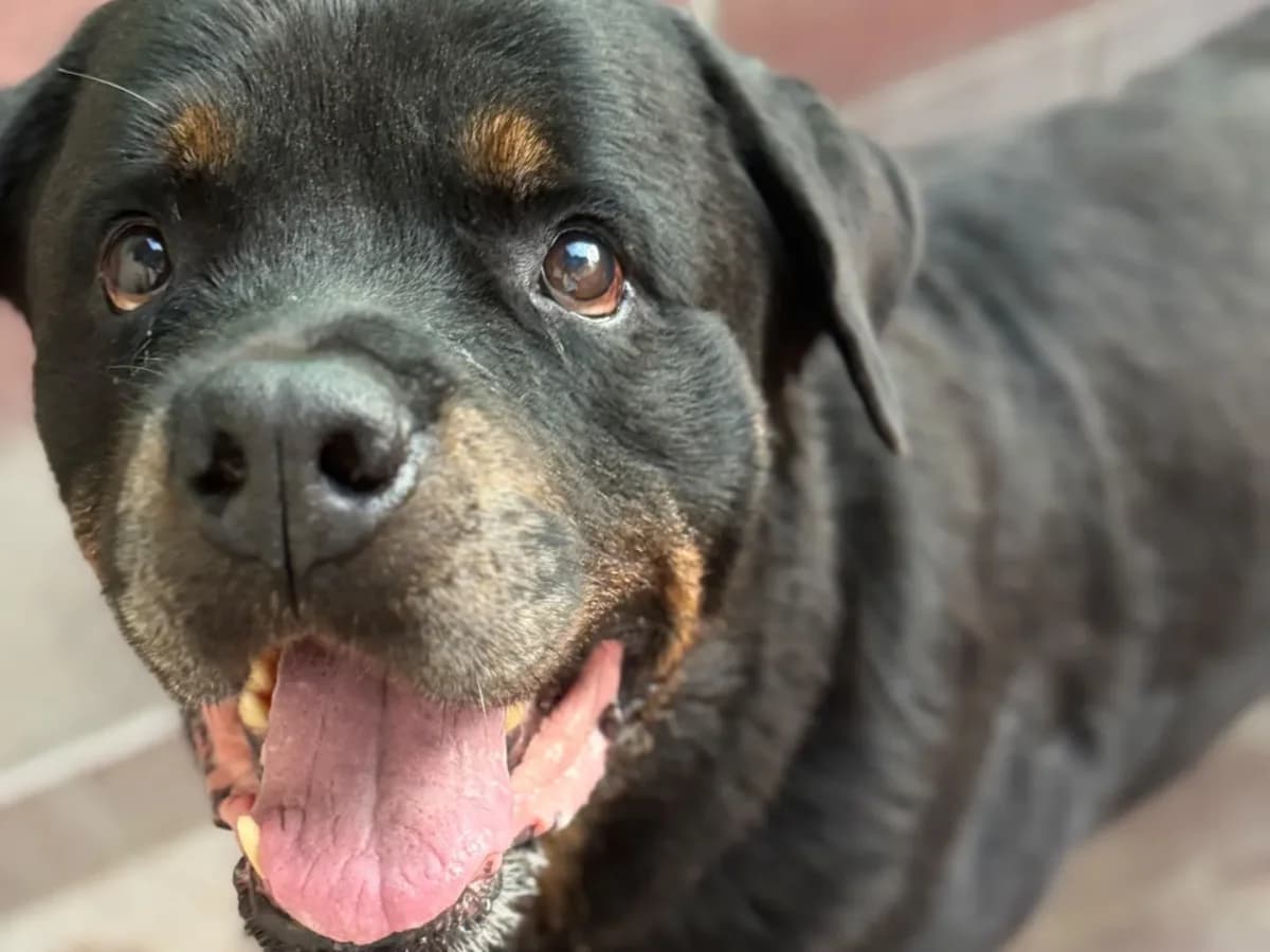 Sam, senior Rottweiler for adoption at Pet Rescue Italia, Cornaredo