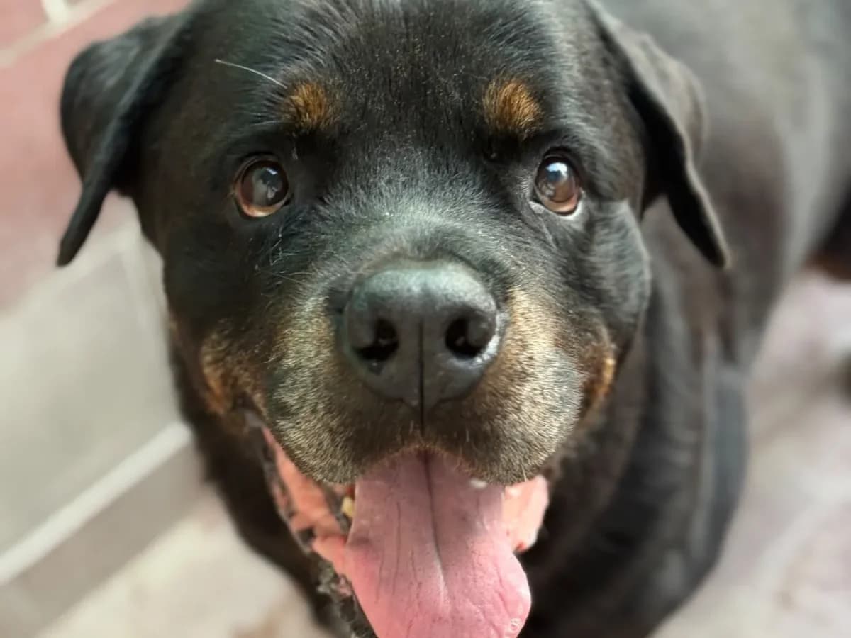 Sam, senior Rottweiler for adoption at Pet Rescue Italia, Cornaredo