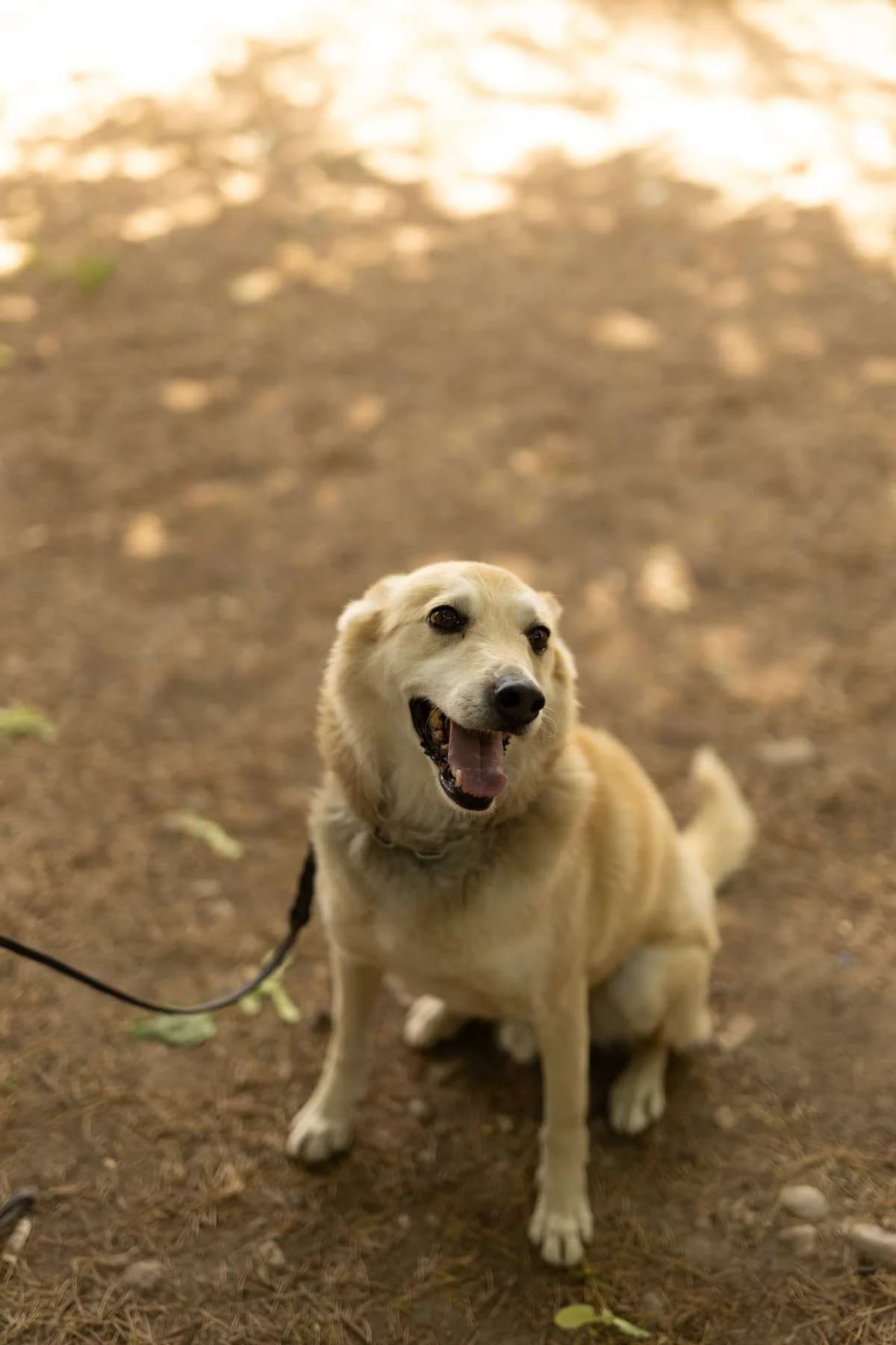 Sebastian, puppy Mixed Breed for adoption at Pet Rescue Italia, Cornaredo