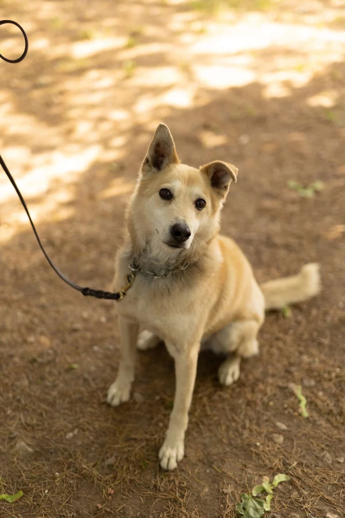 Sebastian, puppy Mixed Breed for adoption at Pet Rescue Italia, Cornaredo