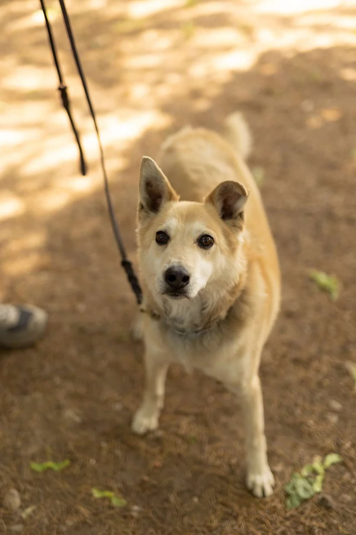 Sebastian, puppy Mixed Breed for adoption at Pet Rescue Italia, Cornaredo