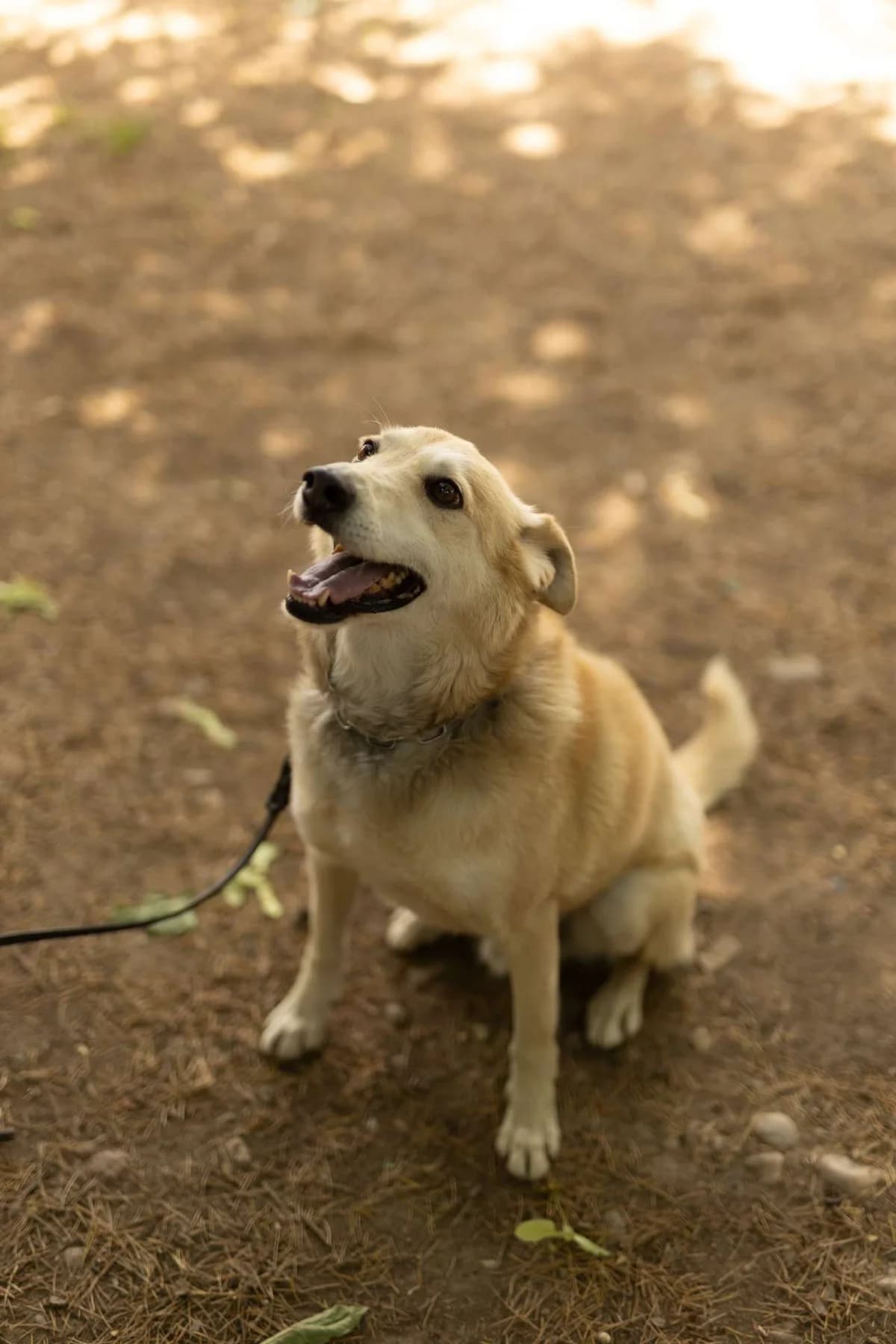 Sebastian, puppy Mixed Breed for adoption at Pet Rescue Italia, Cornaredo