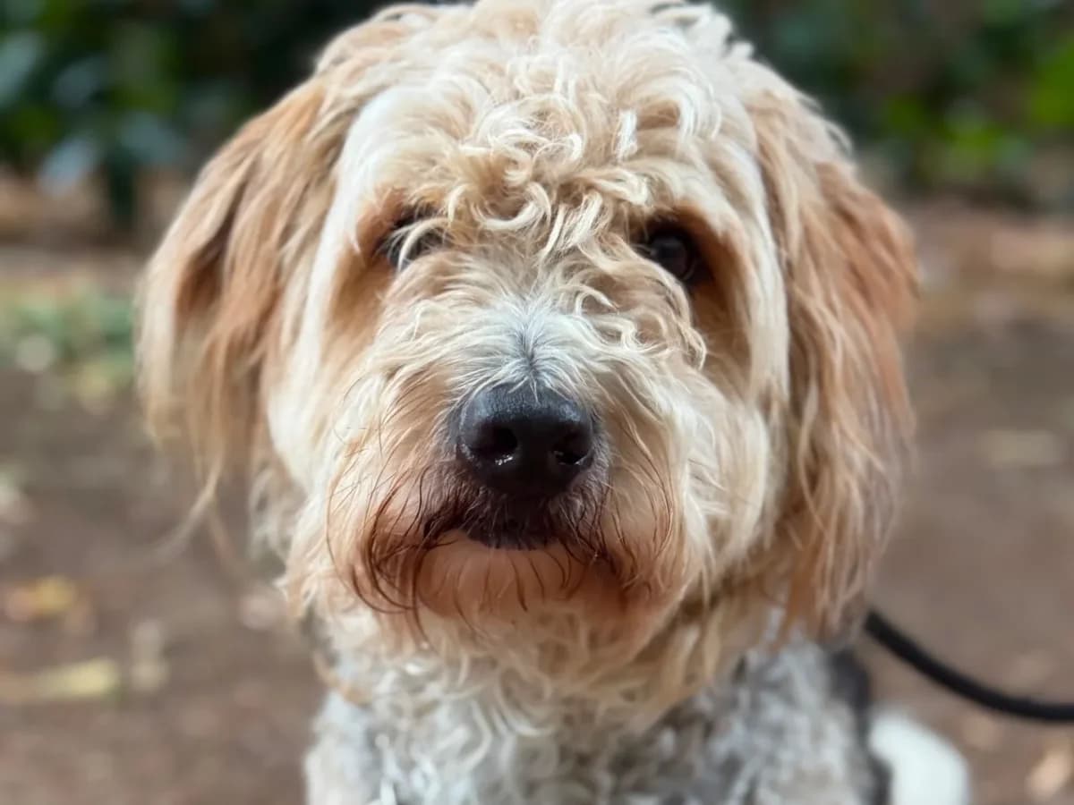 Snoopy, mixed breed for adoption at Pet Rescue Italia, Cornaredo