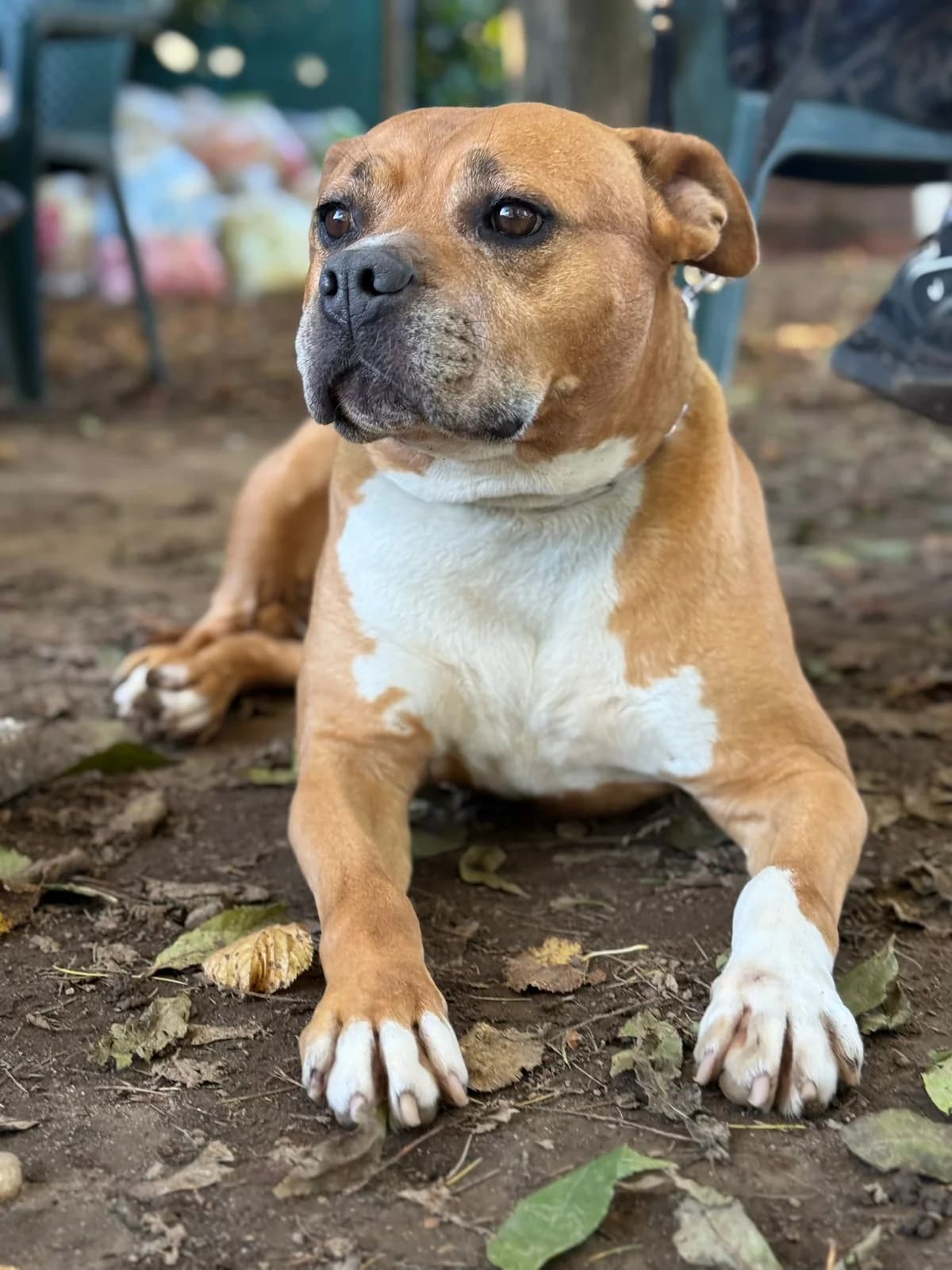 Tali, mixed breed for adoption at Pet Rescue Italia, Cornaredo
