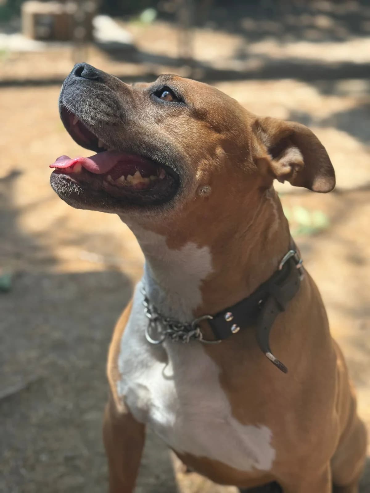 Tali, mixed breed for adoption at Pet Rescue Italia, Cornaredo