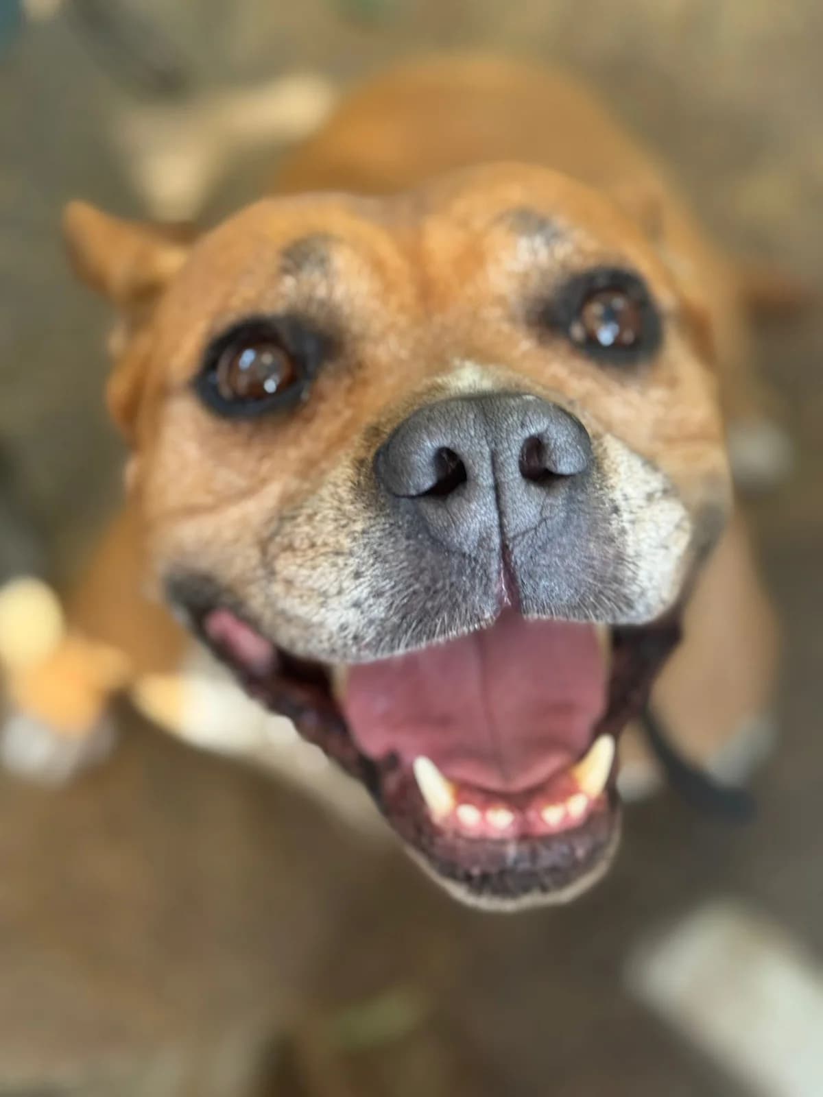 Tali, mixed breed for adoption at Pet Rescue Italia, Cornaredo