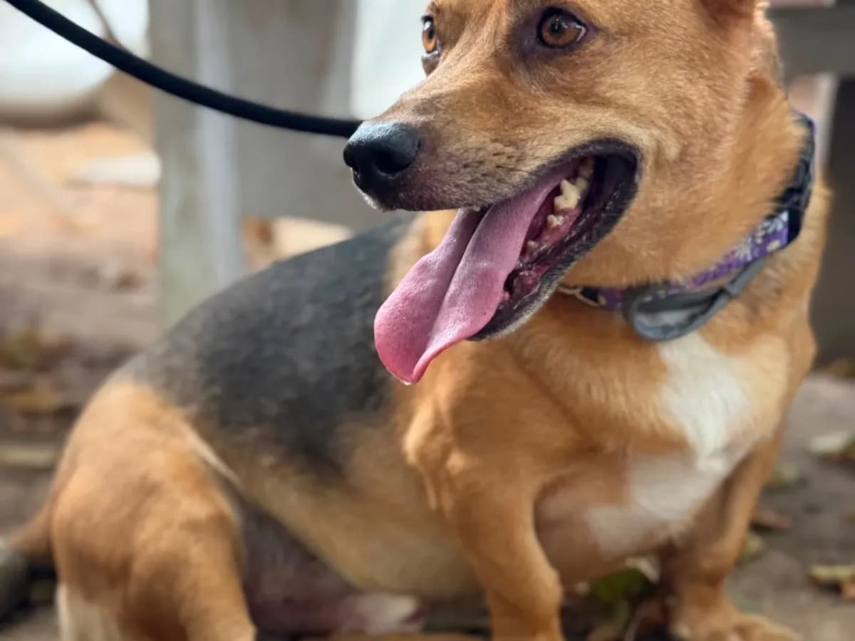 Tappo, mixed breed for adoption at Pet Rescue Italia, Cornaredo