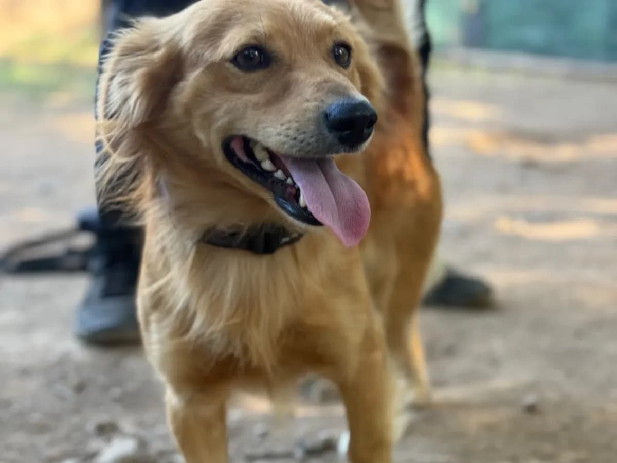 Tobia, mixed breed for adoption at Pet Rescue Italia, Cornaredo