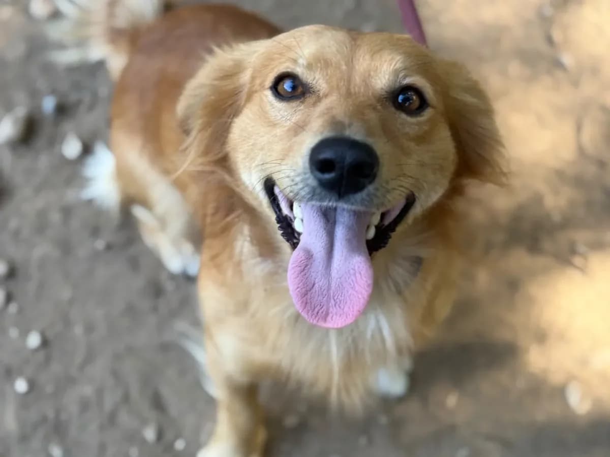 Tobia, mixed breed for adoption at Pet Rescue Italia, Cornaredo