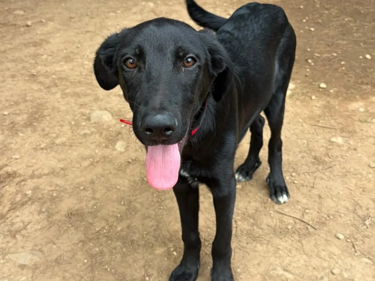 Tuono, puppy mixed breed for adoption at Pet Rescue Italia, Cornaredo