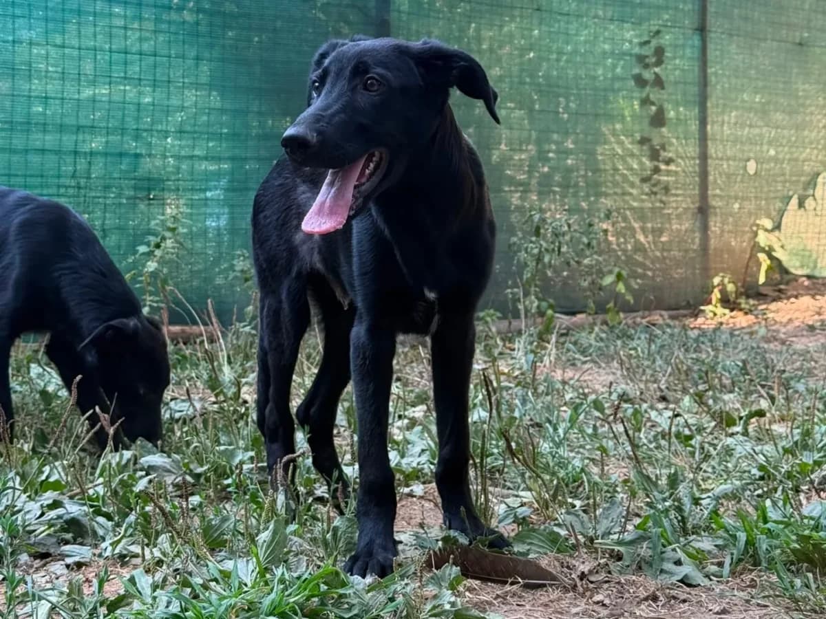 Tuono, puppy mixed breed for adoption at Pet Rescue Italia, Cornaredo