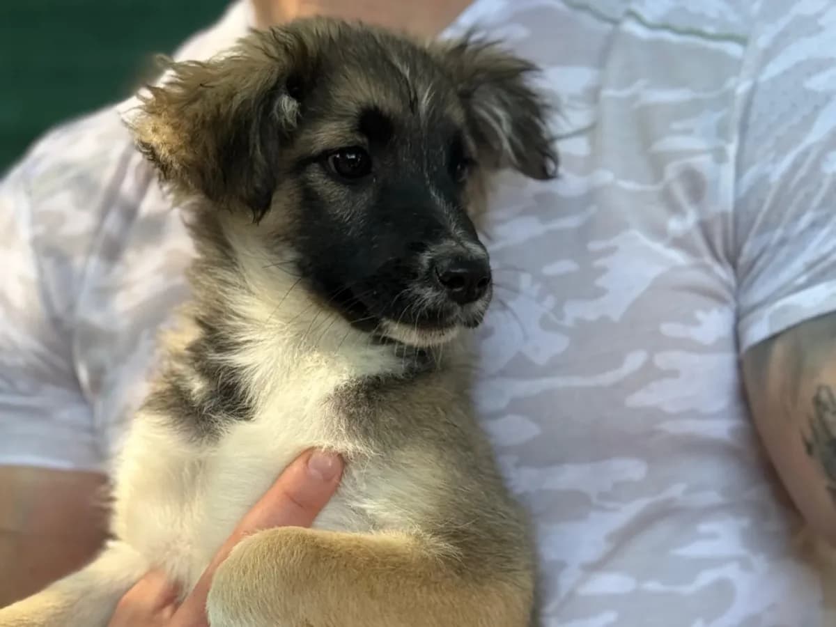 Venere, mixed breed for adoption at Pet Rescue Italia, Cornaredo