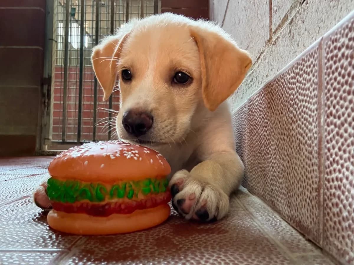 Zack, mixed breed for adoption at Pet Rescue Italia, Cornaredo