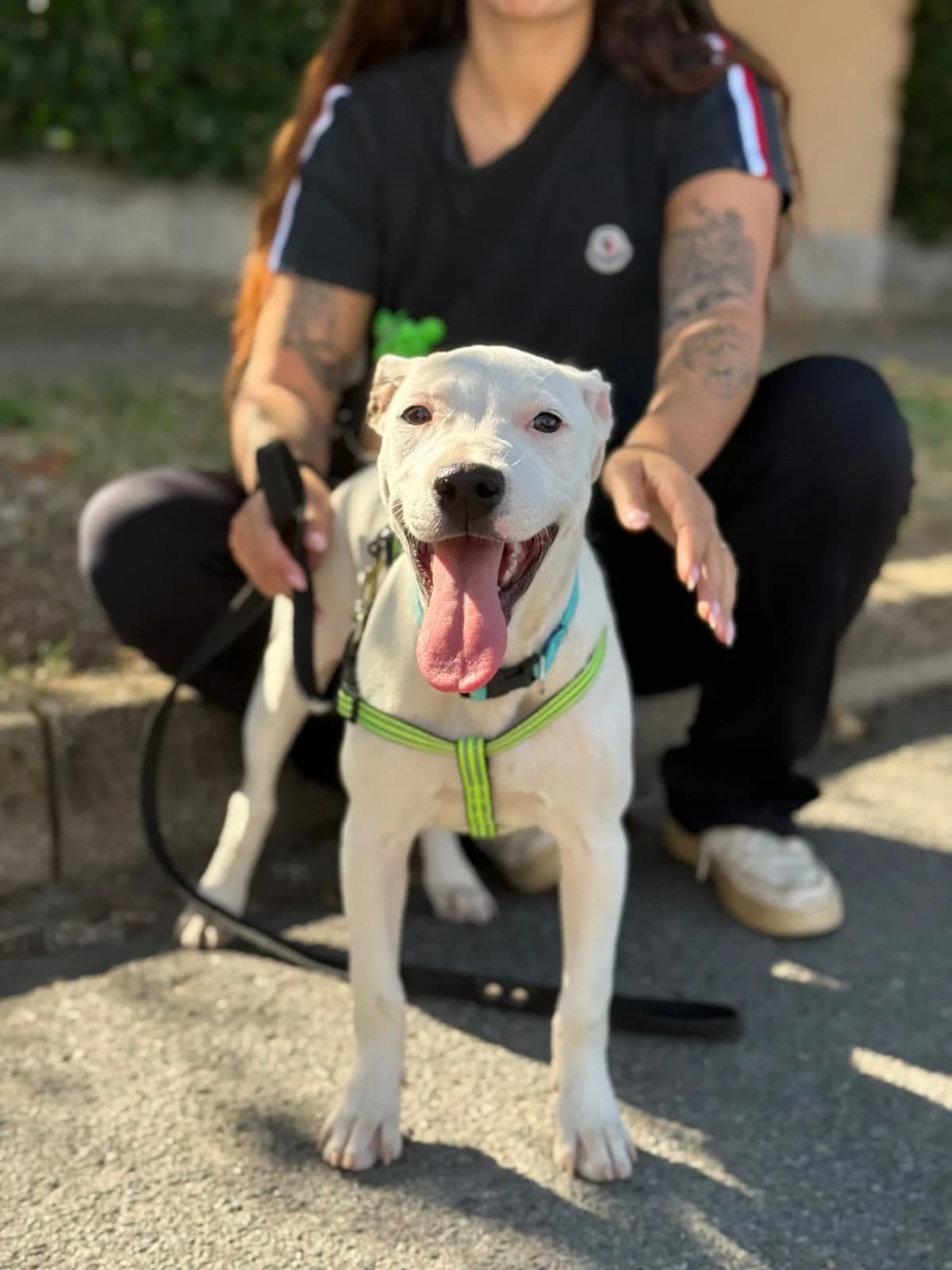 Zara, puppy mixed breed for adoption at Pet Rescue Italia, Cornaredo