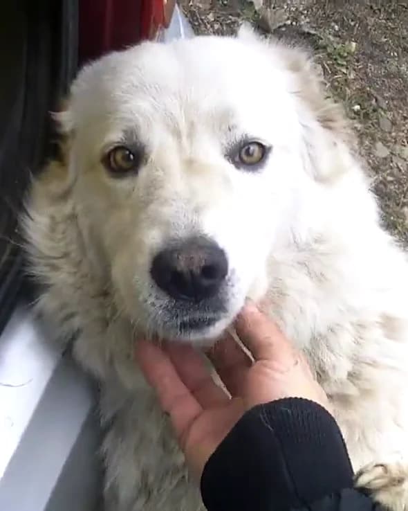 Bianca, female mixed breed for adoption at I Randagi della Ferrovia (Pro Randagi), Reggio Calabria