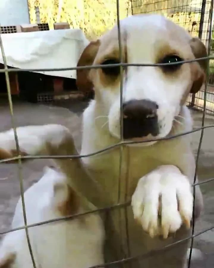 Tommy, male senior mixed breed for adoption at I Randagi della Ferrovia (Pro Randagi), Reggio Calabria